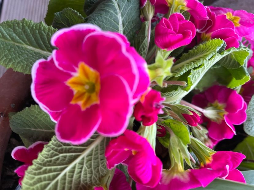 88914FFE-6BD9-4560-B906-7593F5BF3BCF - Primule 21 22 23 24