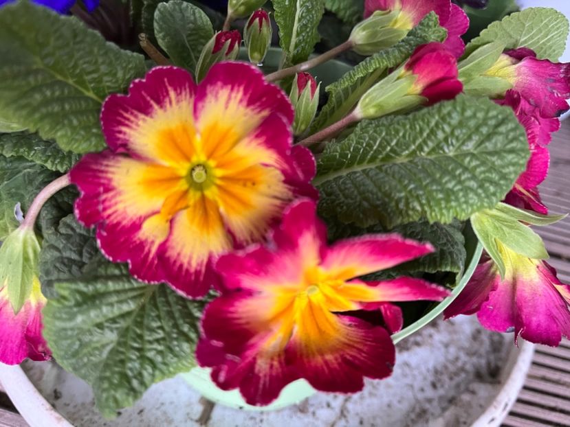 50252787-AB8B-4B82-8CD0-7208600786E2 - Primule 21 22 23 24