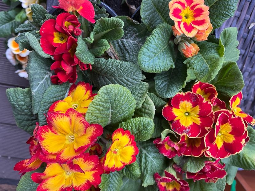 088E3189-BC1E-4FD5-AD32-0EA57BF2C121 - Primule 21 22 23 24