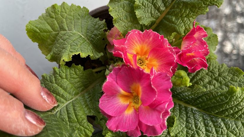 415EA188-6D0F-47C0-882D-E9259122A7FE - Primule 21 22 23 24