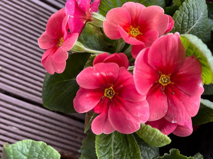 318C2F54-1594-4206-8860-9AB312673C87 - Primule 21 22 23 24