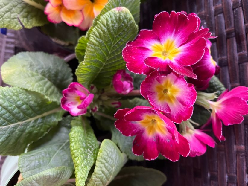 E8415EF0-3B1C-479D-AF60-205A8DE18453 - Primule 21 22 23 24