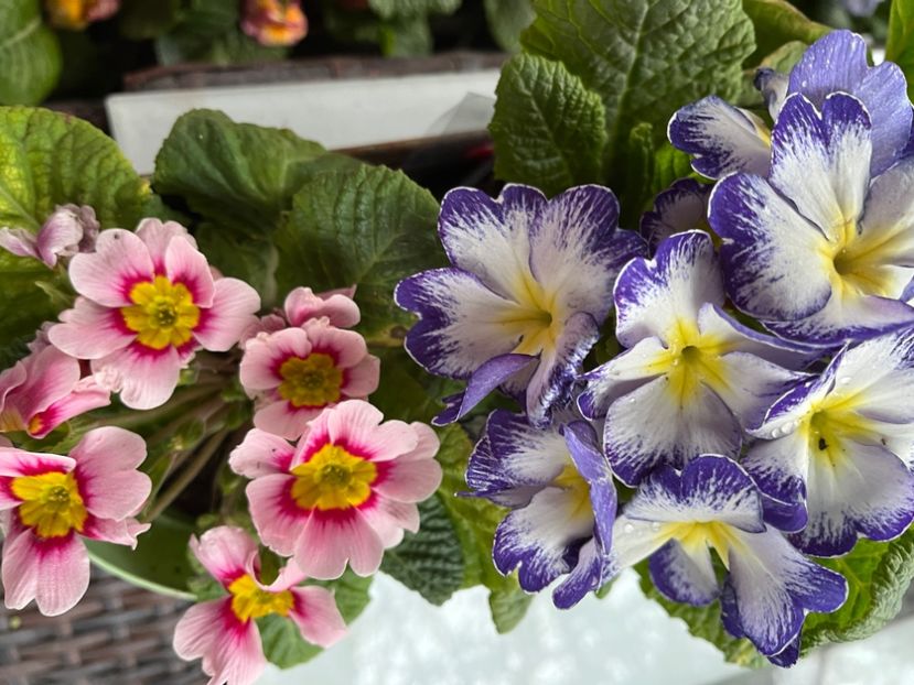 FD287E39-FE2A-4ED8-BC6A-4F96B7DF2FFC - Primule 21 22 23 24