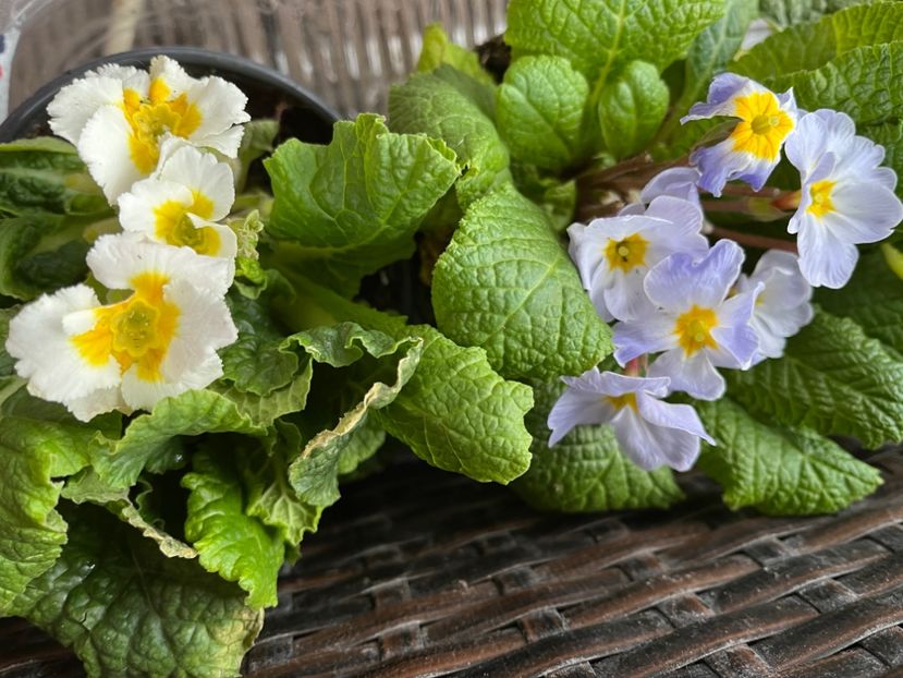 F7B77C98-8209-4765-AE50-2AE2D792AAF0 - Primule 21 22 23 24