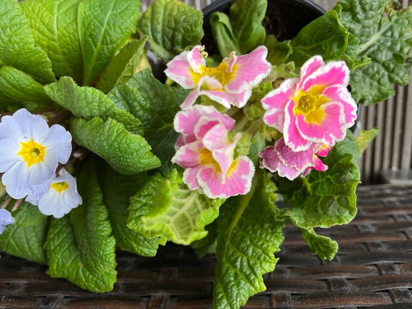 2E1CF6B7-B156-432C-9EC3-7BFFF0271810 - Primule 21 22 23 24