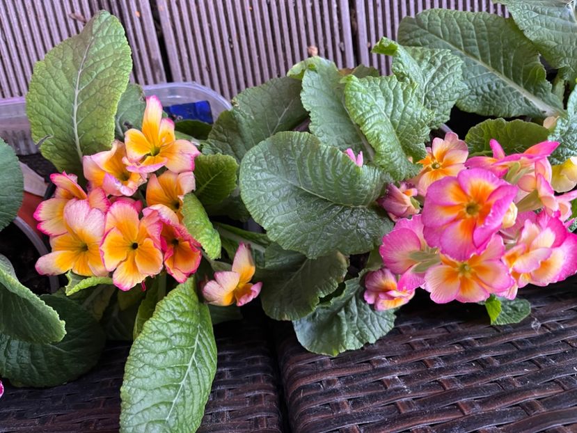 C748C06D-C8AA-4C7C-B9D6-7561E56DC45E - Primule 21 22 23 24