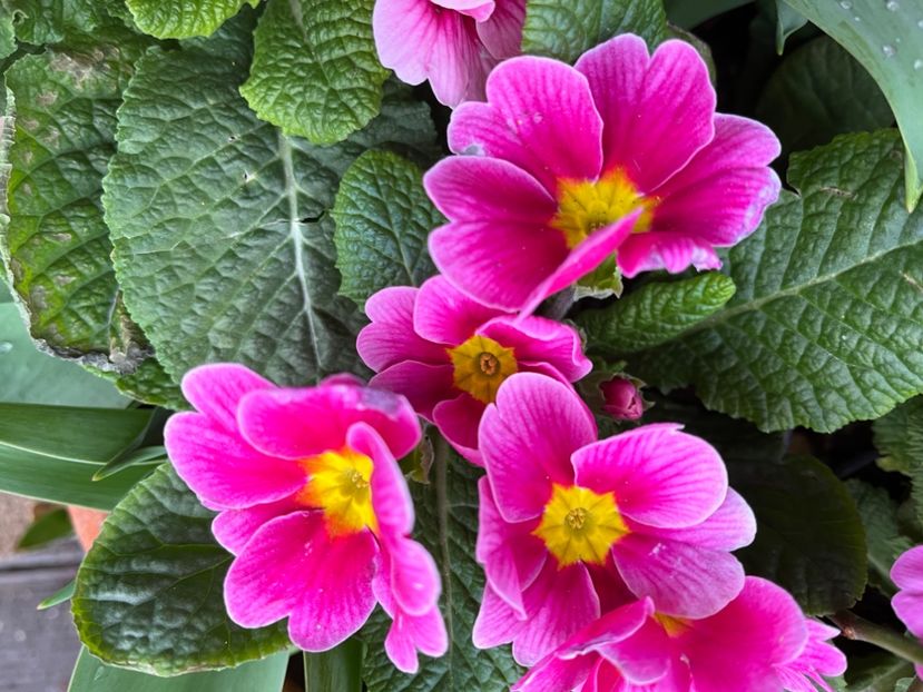 9D601296-3D4C-4E7B-B74A-7F2911827E97 - Primule 21 22 23 24