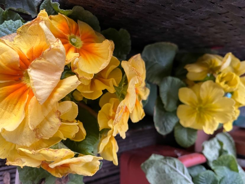 C4B209E7-77F5-442E-AAB4-3933174159BC - Primule 21 22 23 24