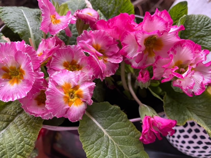 9D1C55CE-098F-4D30-B932-86226C37B145 - Primule 21 22 23 24