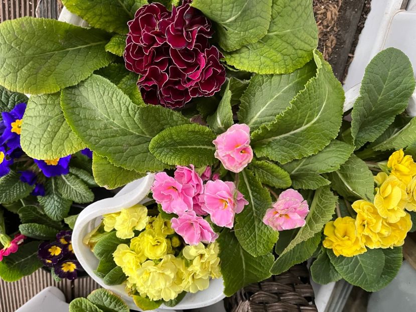 3B229534-C678-4D6E-8E91-2A7504A3517F - Primule 21 22 23 24