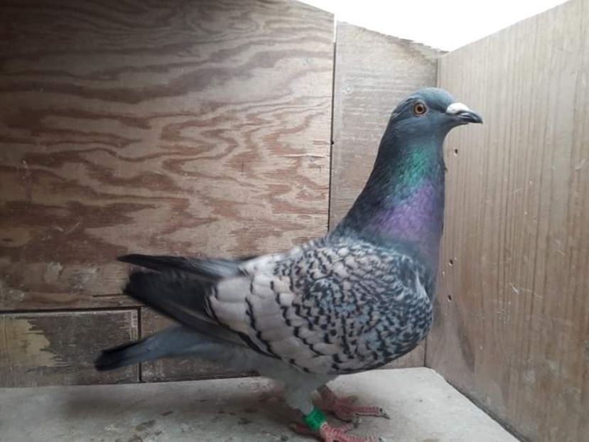  - Nu îmi aparțin 3