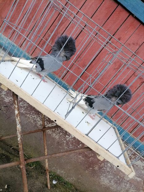  - maria stuar albastrii