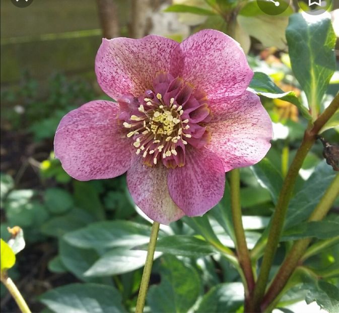 Screenshot_20220307_211315 - aaa Comanda plante 2022 2023 2024