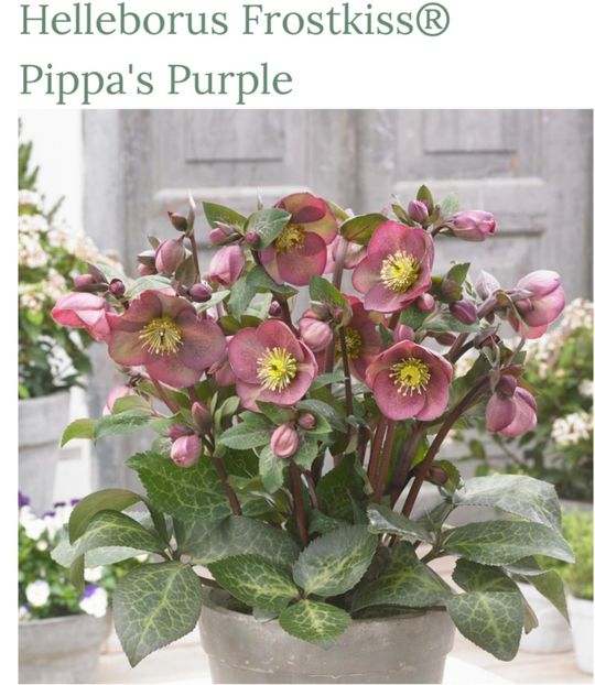 Screenshot_20220307_211231 - aaa Comanda plante 2022 2023 2024