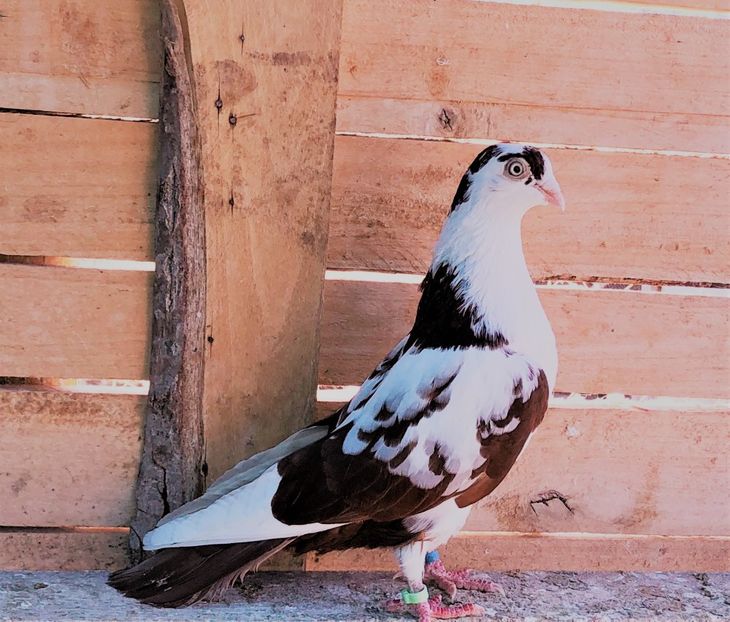 femelă  2018 - B - perechi 2022