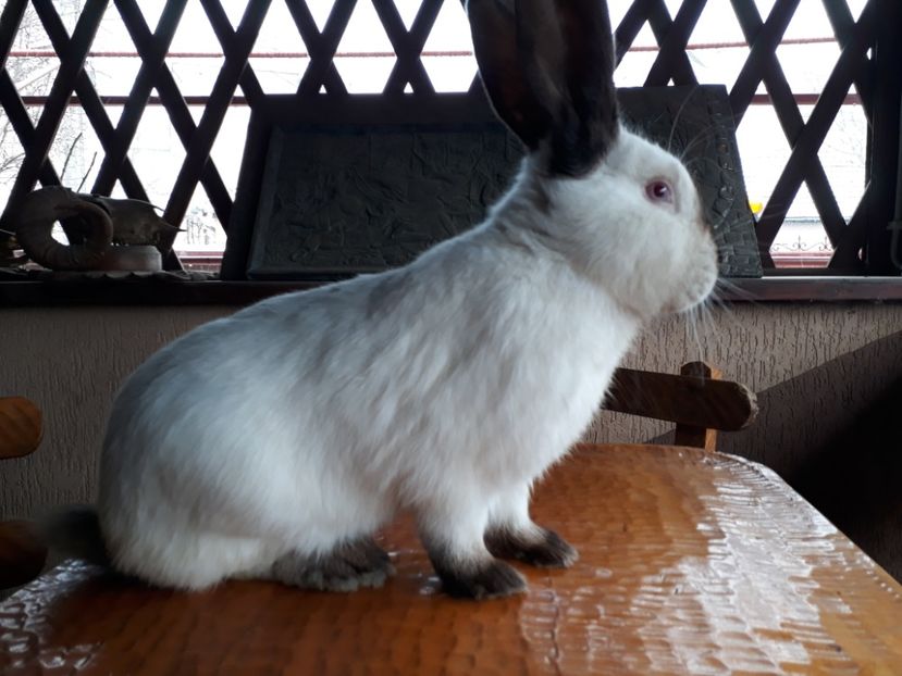  - Californian masc 1