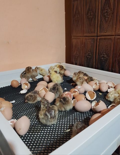 Niște ghiocei... - a__Pui și tineret brahma 2022