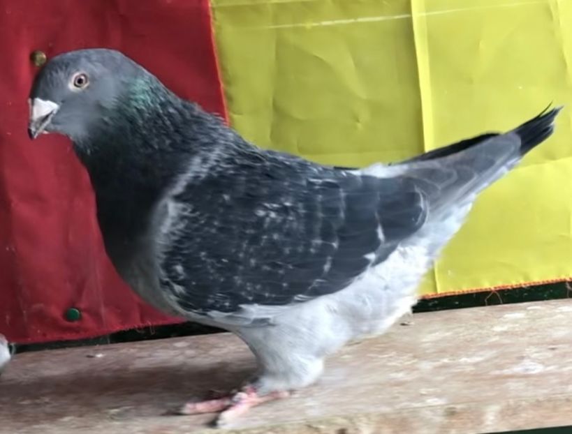 Vanduta - Femele pentru 2022