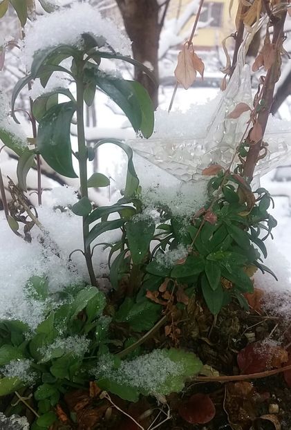 La multi ani si-n nori! ❤❤❤ - A mea zâmbitoare Gabriela