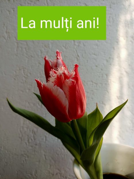  - 1 si 8 Martie LA MULTI ANI