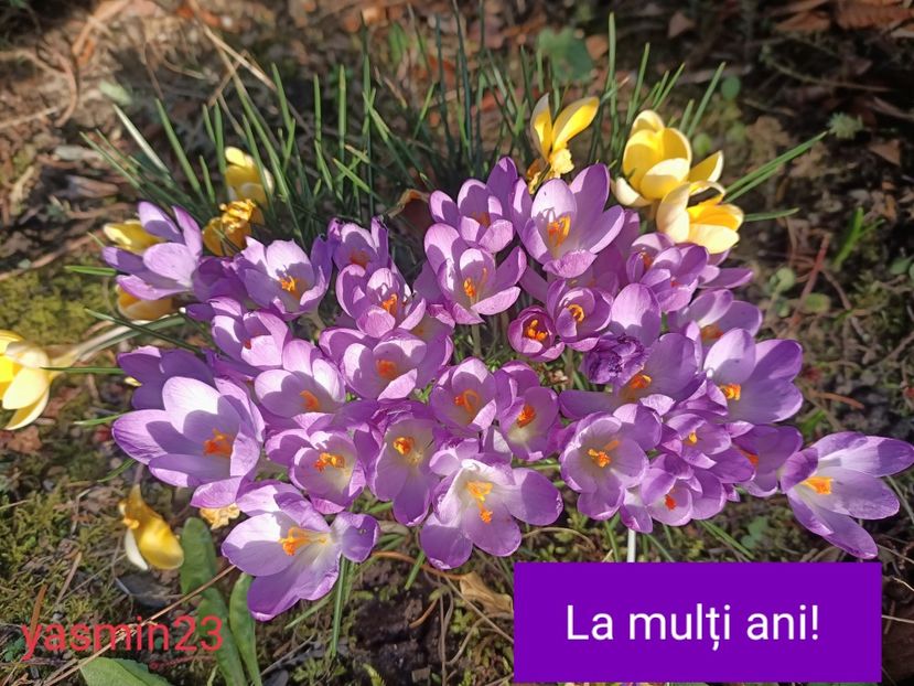  - 1 si 8 Martie LA MULTI ANI