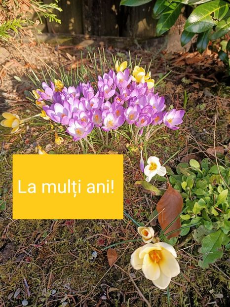  - 1 si 8 Martie LA MULTI ANI