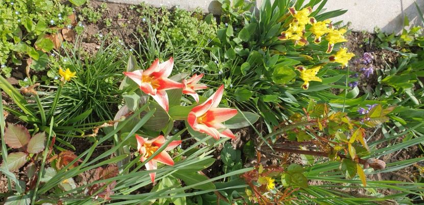  - 1M album 2021 gradina mama