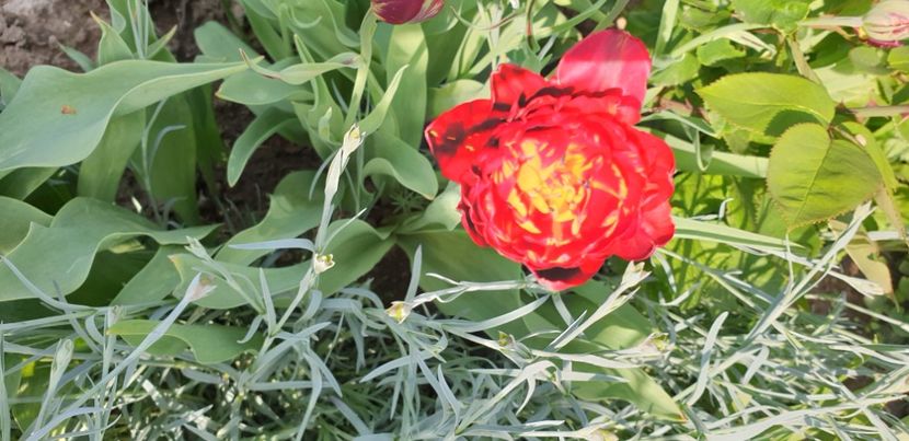  - 1M album 2021 gradina mama