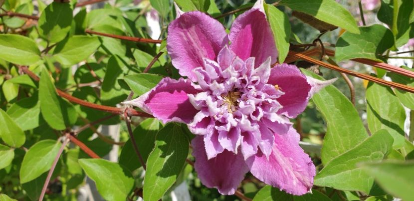  - 1M album 2021 gradina mama