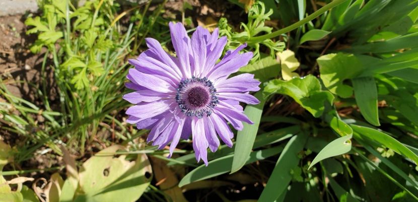  - 1M album 2021 gradina mama