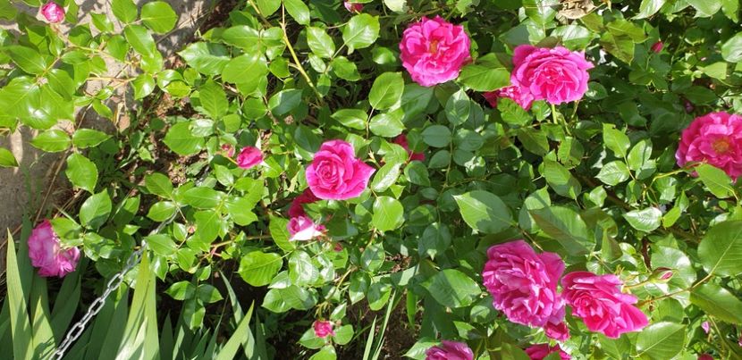  - 1M album 2021 gradina mama