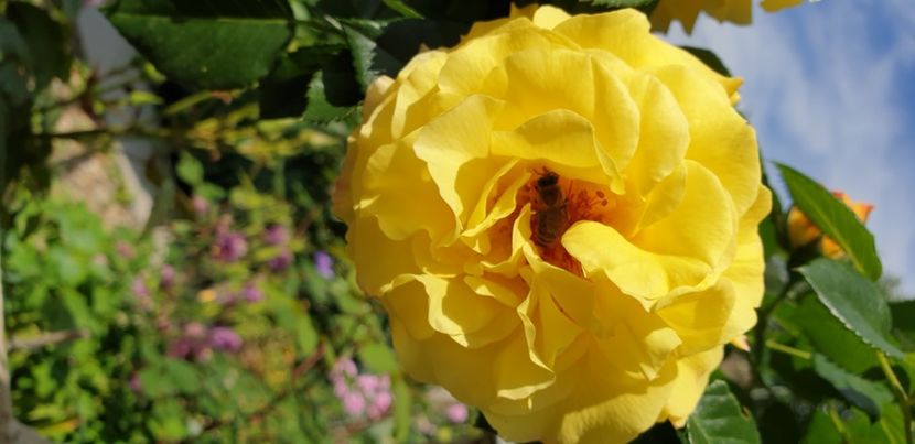  - 1M album 2021 gradina mama