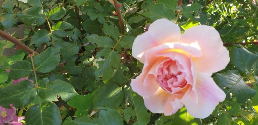  - 1M album 2021 gradina mama