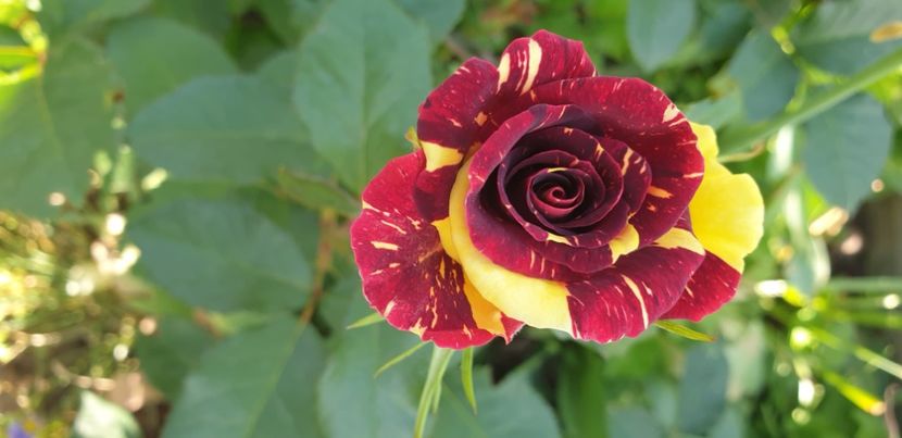  - 1M album 2021 gradina mama