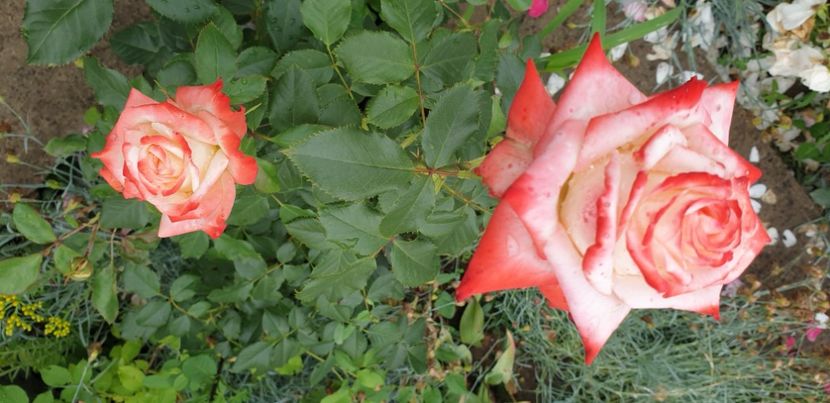  - 1M album 2021 gradina mama