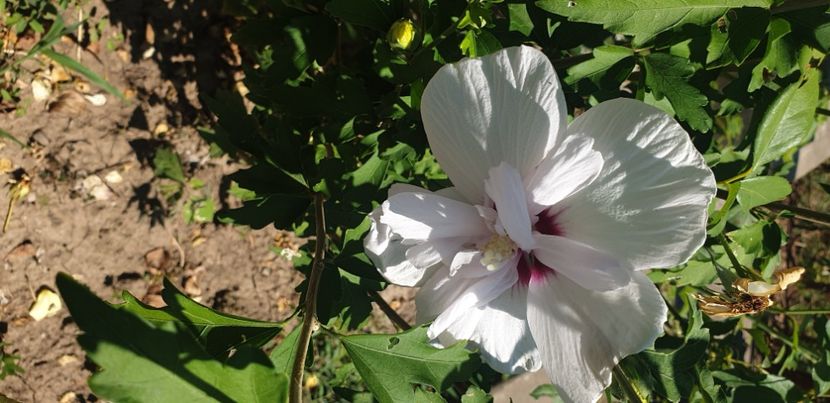  - 1M album 2021 gradina mama