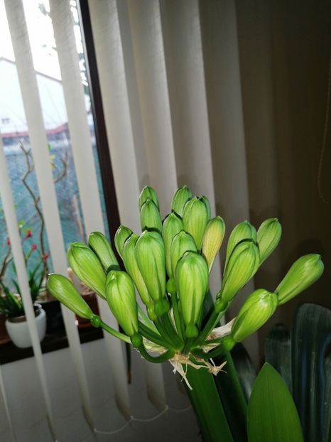  - Clivia Evergreen