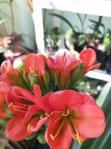  - Clivia Evergreen