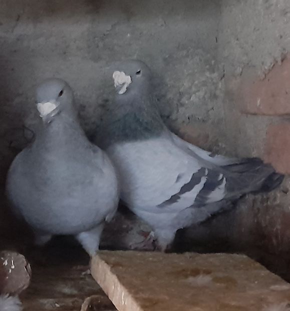  - Porumbei standard și vrdf 2022