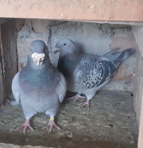  - Porumbei standard și vrdf 2022