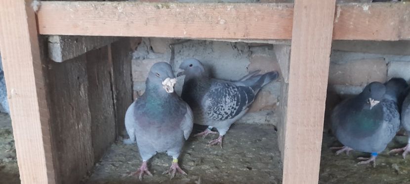  - Porumbei standard și vrdf 2022