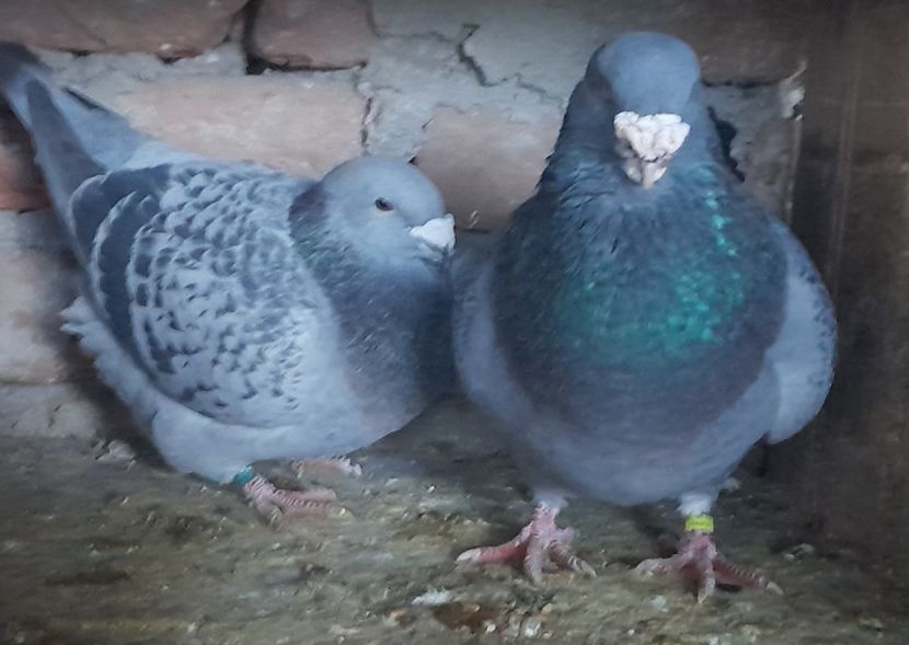  - Porumbei standard și vrdf 2022