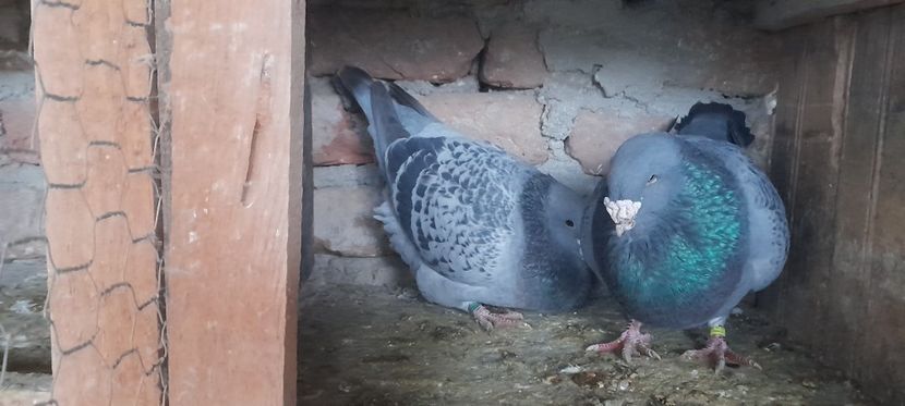  - Porumbei standard și vrdf 2022