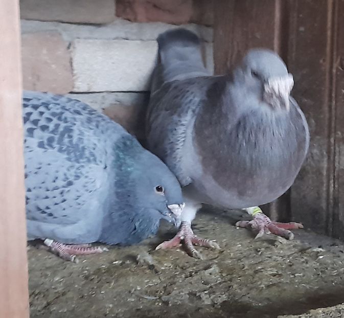  - Porumbei standard și vrdf 2022