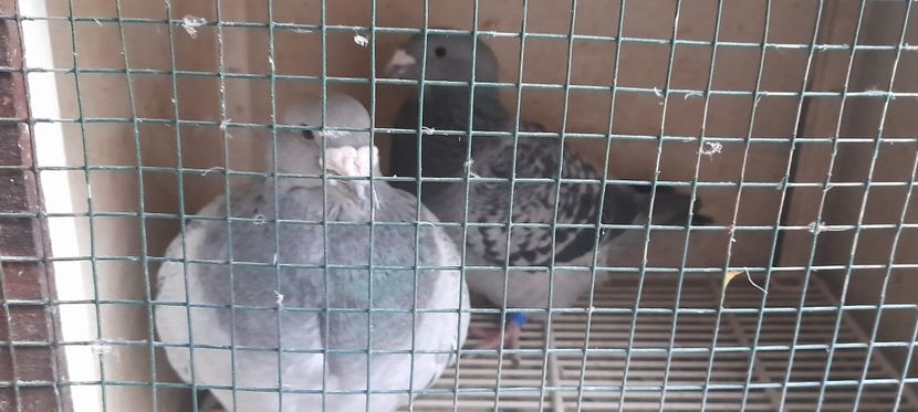  - Porumbei standard și vrdf 2022