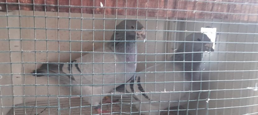  - Porumbei standard și vrdf 2022