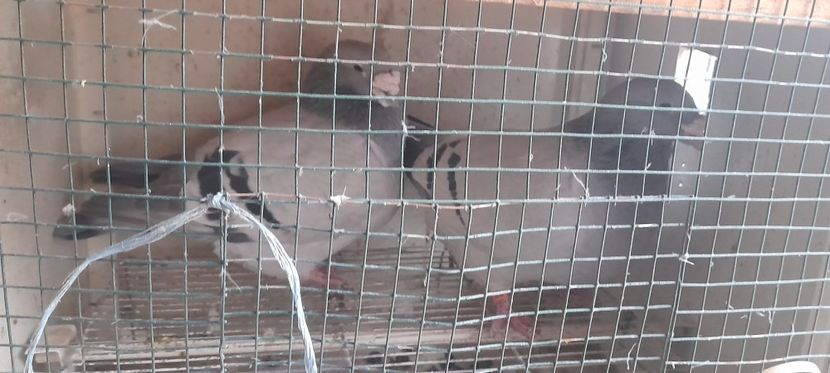  - Porumbei standard și vrdf 2022