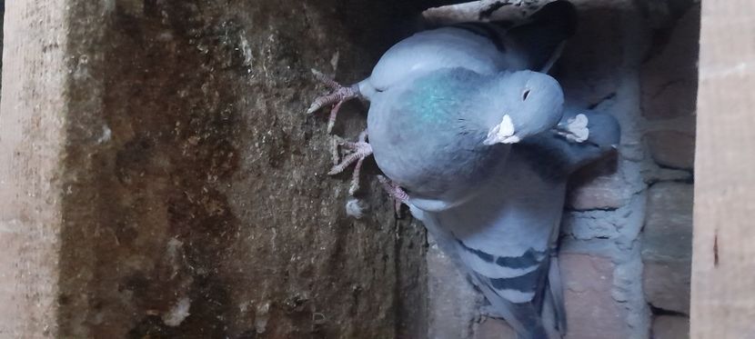  - Porumbei standard și vrdf 2022