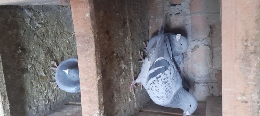  - Porumbei standard și vrdf 2022