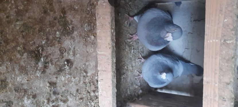  - Porumbei standard și vrdf 2022